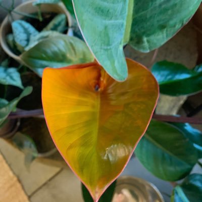 🌿 Embracing the beauty of nature, one leaf at a time! 🌱 Sharing my passion for plants, gardening, and all things green. Let's grow together! 🌿💚 #FoliageFun