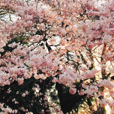 mogakiyasan's profile picture.