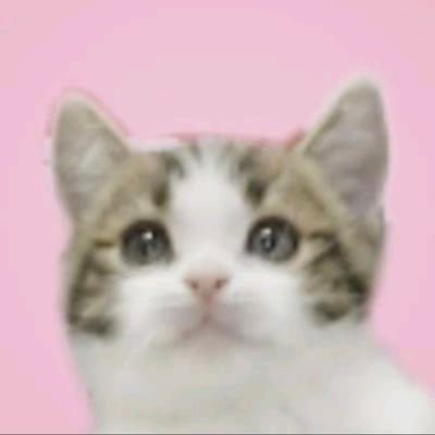 ◎名前:こはる（こは・こはちゃん）

◎スコティッシュ/2022.03.02/♂
YouTubeチャンネル「こはニャンチ」配信中です🎦
#子猫　#こはる　#スコティッシュ　#元気　#かわいい　#癒やし
