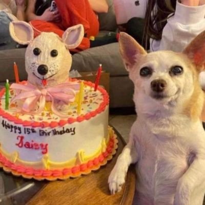 Coolboifromdk's profile picture. siu