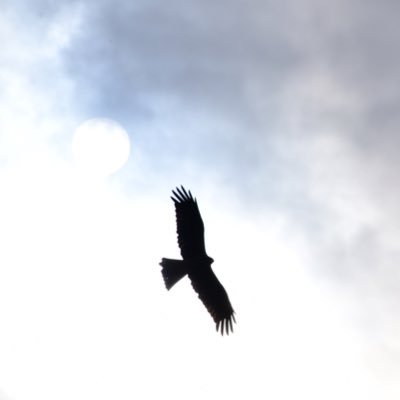 ilqnm's profile picture. 梨医D20