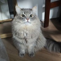 田舎のシステム屋@情報処理安全確保支援士試験 (@inaka_otoya) Twitter profile photo
