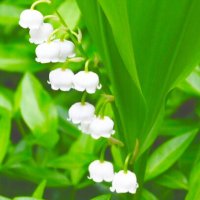 花れん🥀𓈒𓏸𓂃𓈒☘️ (@kumoninotte1) 's Twitter Profile Photo