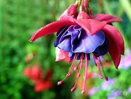 SoniaHylo's profile picture. 