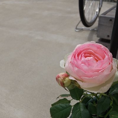 xiaolin2929's profile picture. 日本誠真会を応援しています。