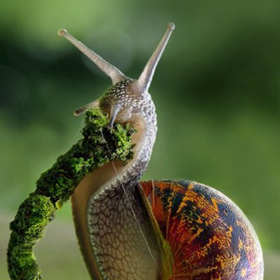 Very snaily