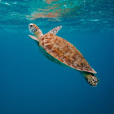 jamescooksssss's profile picture. 