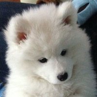 狗瘾犯了 (@p7ywirzyw8lesuc) 's Twitter Profile Photo