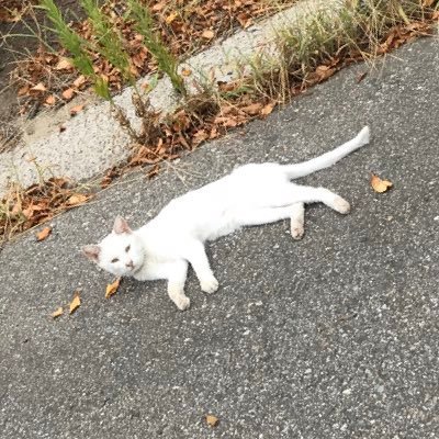 grimzo10's profile picture. 