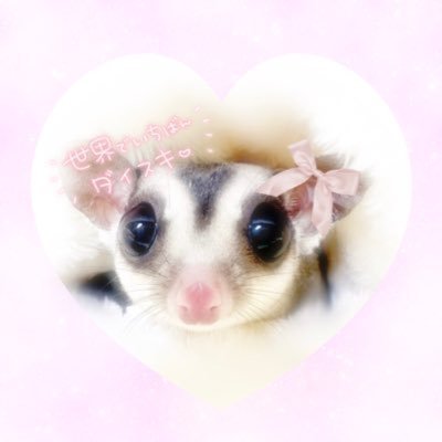 lumiere_etoiles's profile picture. ﾌｸﾓﾓちゃん爬虫ちゃんと同居中🏡🦎🐢ｸﾙﾏ🚗ｹﾞ-ﾑ🎮もだいｽｷです♡FF外からｲｲﾈ無言ﾌｫﾛ-失礼します🥺ﾂｲｯﾀ-初心者🔰ですがよろしくお願いします🌷ﾌｸﾛﾓﾓﾝｶﾞ飼いさんと繋がりたい🫧 #Sugarglider #Petaurusbreviceps