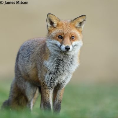 Photographer of British wildlife.
https://t.co/bxcn6jbf2X
