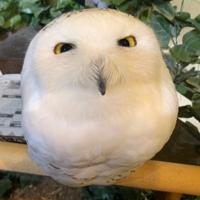 Chaco_Whiteowl's profile picture. KIT⚙_🏹⛩🧪 → KU🌏M2/#giants/#RepBX/#FearTheDeer