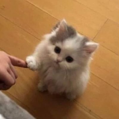 suicidebiscuit's profile picture. City Mouse 🐭🐁