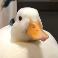 Duck🦆🦆🦆(@a14515231) 's Twitter Profile Photo