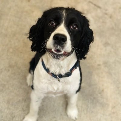 OreoESS1's profile picture. Auburn University - War Eagle
I do things other dogs don’t. 
PADI Diver that Dives with Sharks
Ironman Finisher 
IG OreoTheESS.