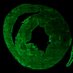 Accornero Lab (@AccorneroLab) Twitter profile photo Accornero Lab (@AccorneroLab) Twitter profile photo