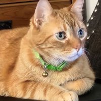 Darby & Krios 🐈🐈‍⬛️ (@linkinmaryland) Twitter profile photo
