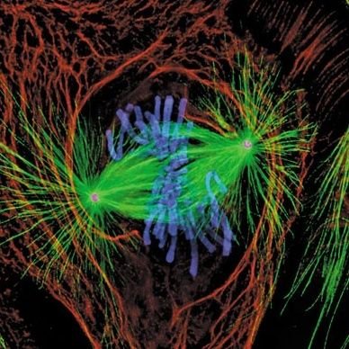 My name is Bob, and I am a mitotic spindle. I have never mis-segregated a chromosome. I speak for spindles everywhere.