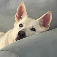 🇺🇸✨Birdsnestsoup🐾🍜🇺🇸✨💫 (@birdsnestsoups) 's Twitter Profile