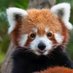 Nature and Animals 🦚🌴 (@natureawwe) Twitter profile photo Nature and Animals 🦚🌴 (@natureawwe) Twitter profile photo