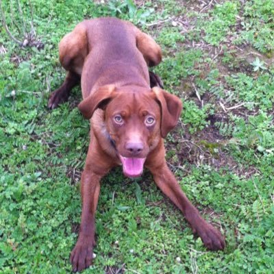 Santi_Varea's profile picture. 