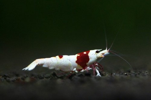 clifford_yu's profile picture. 