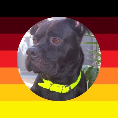 GLUBBHUNDI Profile Picture