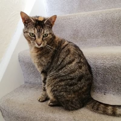Lily3812418133's profile picture. Bonkers Tabby cat 😺 does not accept DMs thank you.