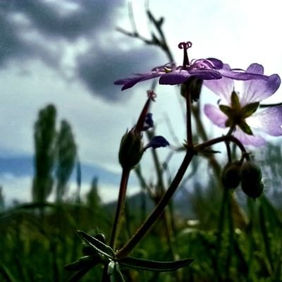 I have here for you NFTs of nature, recorded by me as
a photographer❗
https://t.co/FRlnvCRjAg