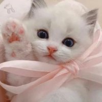 ぴな (@leo_pi0523) 's Twitter Profile