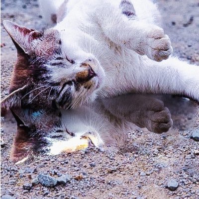 Shinonome_rin12's profile picture. 19歳、関東大学生