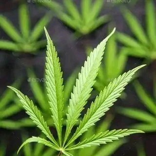 AiposPaul's profile picture. Outstanding King 👑