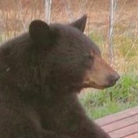 ✿ RAHHHH ✿-shtwt (@geese_graveyard) 's Twitter Profile
