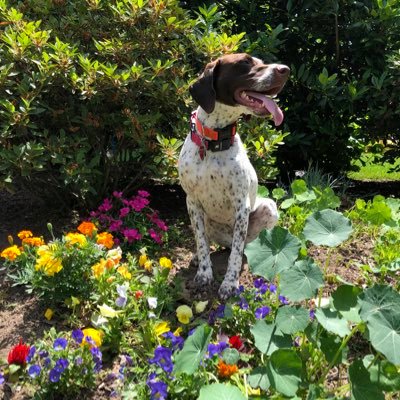 Loves dogs, Mom of adopted German Shorthaired Pointer, Kimber and Angel Heidi 🌈, Washington Nationals fan