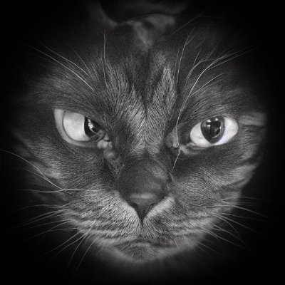 MeowBreadさんのプロフィール画像