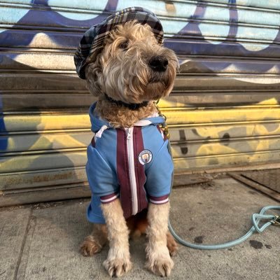 📍NYC 🍢 President of @fsunyc ⚽️💙 Member of @newyorkskybues 🐶: Wilson