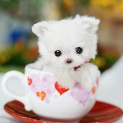 giang012345611's profile picture. lina