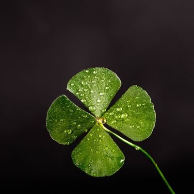 RamonaElena25's profile picture. 