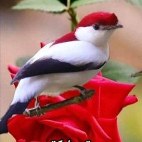 #القسام السعدي (@alqsamalsaady) 's Twitter Profile