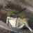 moth_hylas