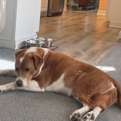 Mondo131395's profile picture. I like dogs more than people