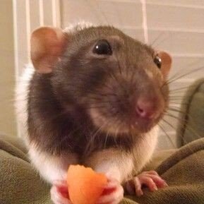 DelattreMi3706's profile picture. idk idk