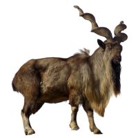 Balochistan Forest & wildlife Department (@balochistanfwd) 's Twitter Profile Photo Balochistan Forest & wildlife Department (@balochistanfwd) 's Twitter Profile Photo