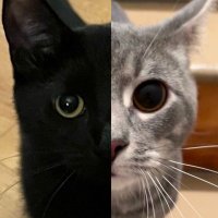 Poe & King Cat 🇰🇷🇺🇸☮️(@lifewithbane) 's Twitter Profile Photo