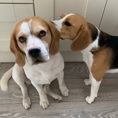 Weez crazy beagles living in France 🇫🇷. Hide your socks! Also at @gitesandcamping Mum and Dad’s http://business. NO POLITICS THANKS, we are hounds.