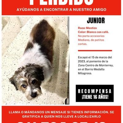 Junior es un perro criollo, de 16 años, extraviado en el Barrio Medalla Milagrosa, Centro de Monterrey. México.