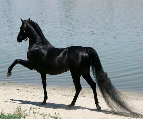 alwafi3333's profile picture. 