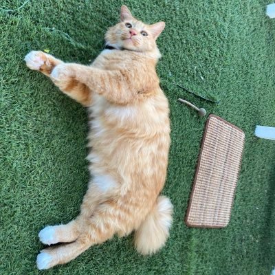 syrfaaaaaaaaaah's profile picture. o