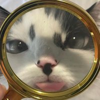 goblin (@freegoblinpics) 's Twitter Profile Photo goblin (@freegoblinpics) 's Twitter Profile Photo