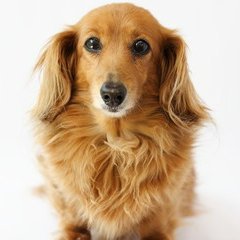 marinmycutedog Profile Picture